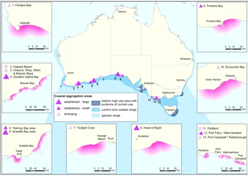 Southern Right Whale